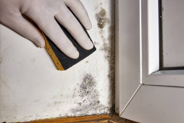 Best Biohazard Mold Removal  in La Grande, OR