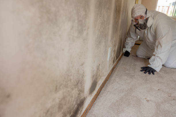  La Grande, OR Mold Removal Pros